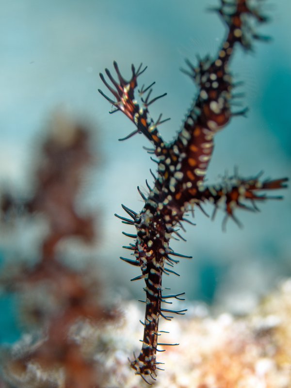 Ghost pipe fish, Meno Wall